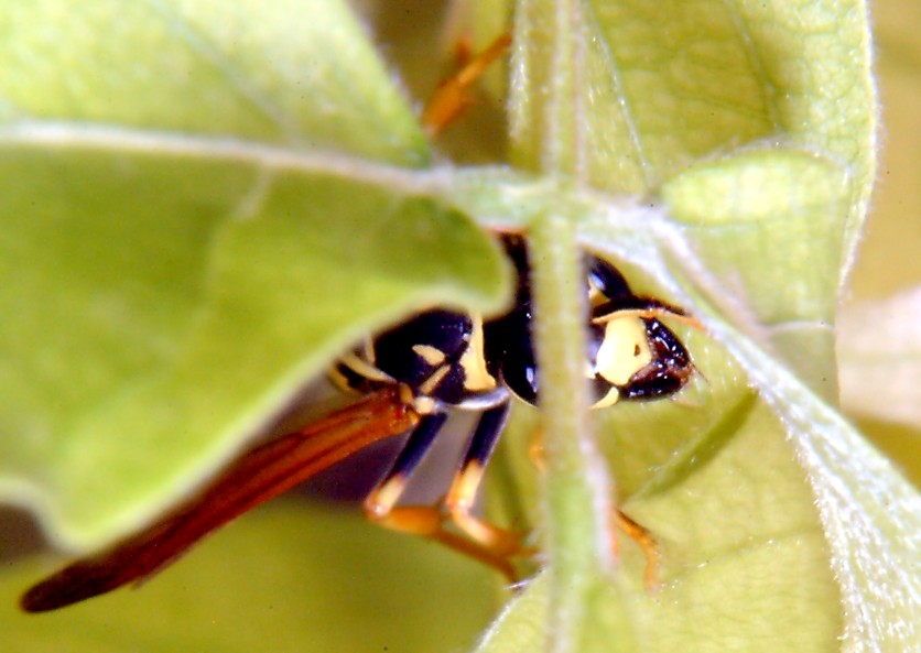 Polistes gioca a rimpiattino